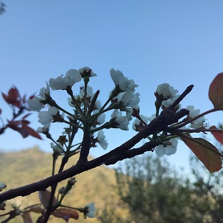 Rosastays Jeolikote ناينيتال المظهر الخارجي الصورة